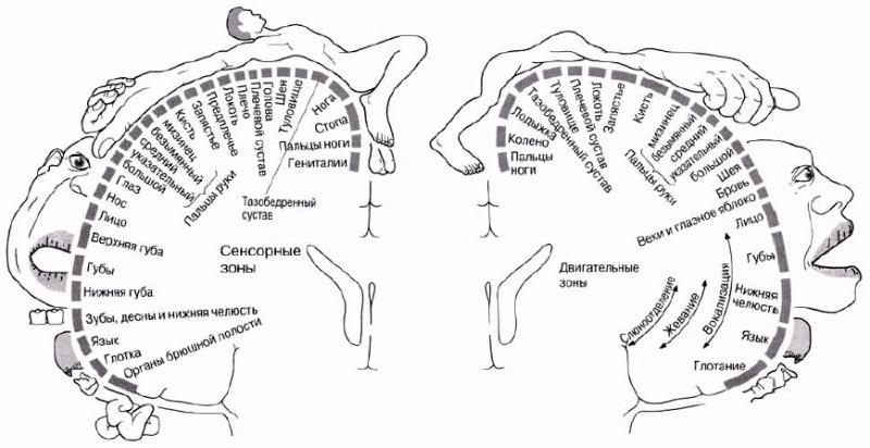 Карта проекций частей тела на кору мозга